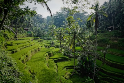 Ubud cityscape